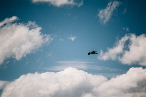 Kostenlose foto Vogel Flügel Wolke Himmel Flugzeug Flug Kumulus