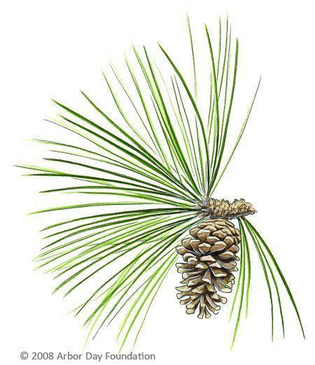 Tree Tattoo - Longleaf pine cone and needles - TattooViral.com | Your Number One source for ...