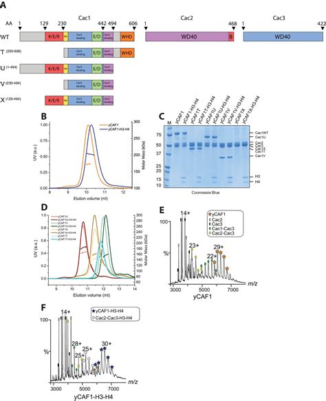 Insights into the molecular architecture and histone H3-H4 deposition ... 