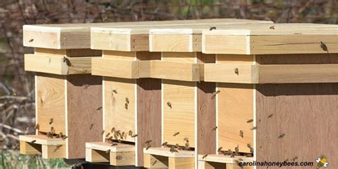 Installing A Nuc Into A Hive Step By Step Carolina Honeybees