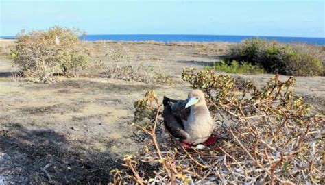 Cambio climático principal peligro para las islas Galápagos según