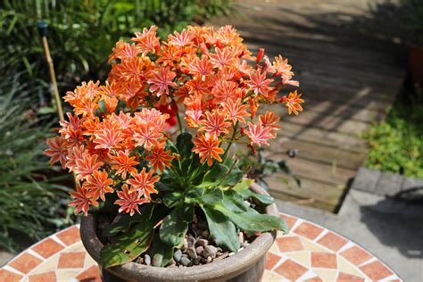 Come Coltivare La Lewisia Questa Bellissima Pianta Grassa Dai Fiori