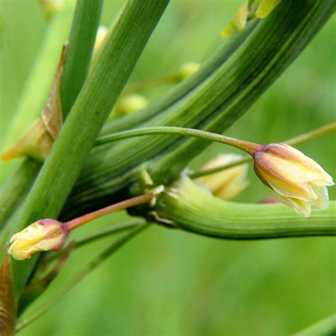 ASPARAGO BOTANICALS IL PORTALE SULL UTILIZZO DELLE PIANTE MEDICINALI