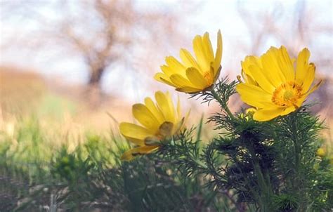 Adonis Flower: Meaning, Symbolism, and Colors | Pansy Maiden