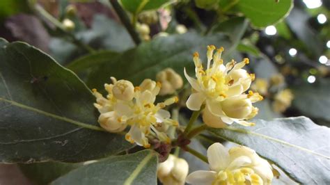 Bay Laurel Flowers Laurus Nobilis Lárviður Pottaplanta Sígræn