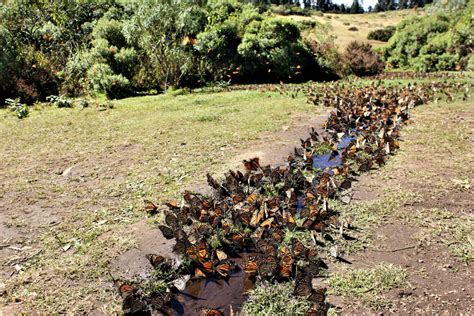 Monarch Butterfly Migration in Mexico | Charlie on Travel