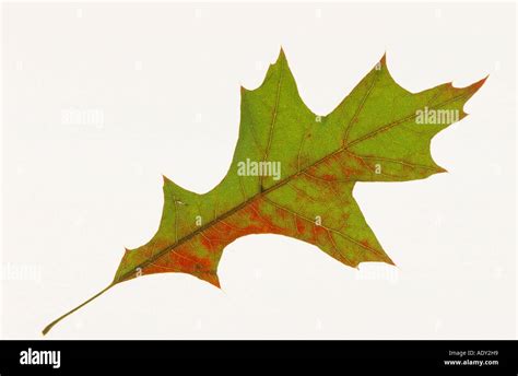 Le Ch Ne Rouge Quercus Rubra Feuille De Ch Ne Photo Stock Alamy