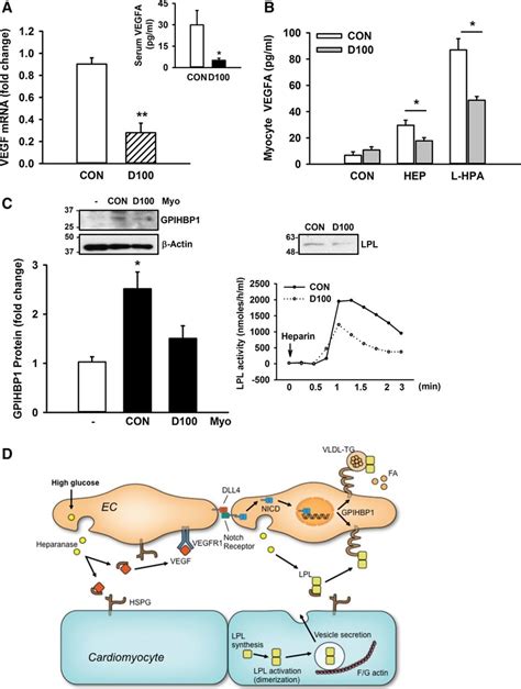 Cardiomyocyte VEGF Regulates Endothelial Cell GPIHBP1 To Relocate