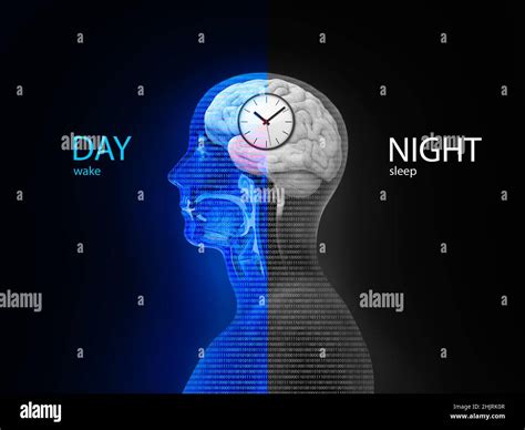 The Circadian Rhythm And Sleep Wake Cycle How Exposure To Sunlight