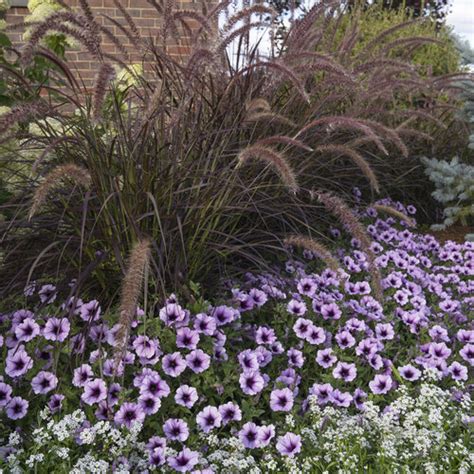 Grass Pennisetum Graceful Grasses Purple Fountain Moss Greenhouses