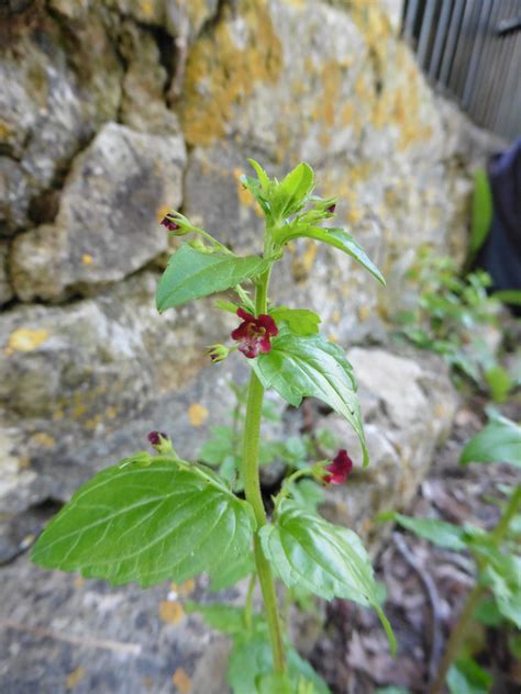 Scrophularia Peregrina L 1753 T Lefort 2016 Charente Flickr