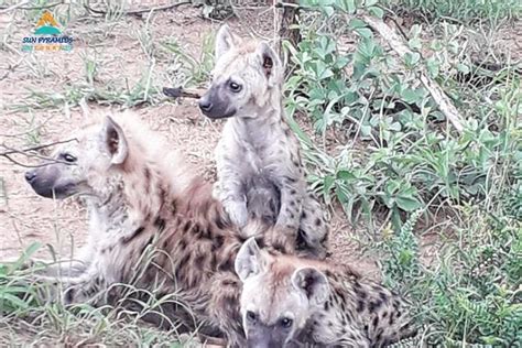 Tripadvisor safari en el parque africano alejandría desde el cairo