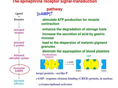 Epinephrine Signaling Pathway