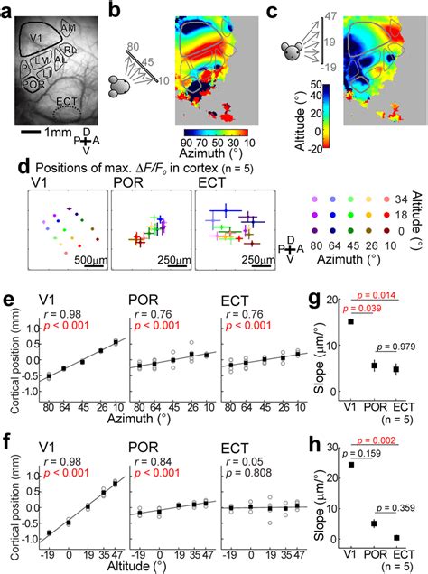 Retinotopic Maps A Cortical Images With Identified Visual Cortical