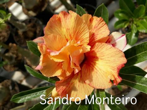 Adenium Desert Rose Aka Succulents Plants Flowers