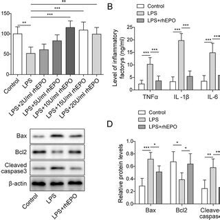 Rhepo Ameliorated Inflammatory Damage Of Lps Induced Hk A Cck