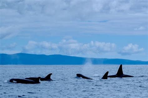 Orca family stock image. Image of ocean, orcas, family - 102882137