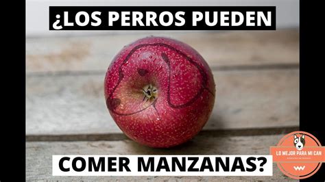 ¿pueden Los Perros Comer Fruta Lo Mejor Para Mi Can