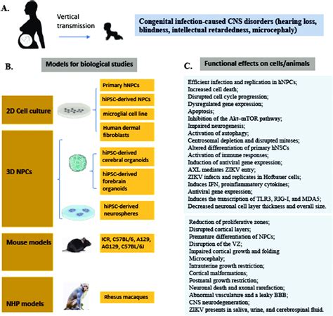 In Vitro And In Vivo Models For Investigating Zikv Associated Cns