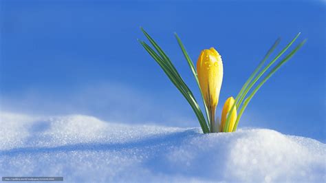 🔥 Free download Download wallpaper Spring is coming first crocus from ...