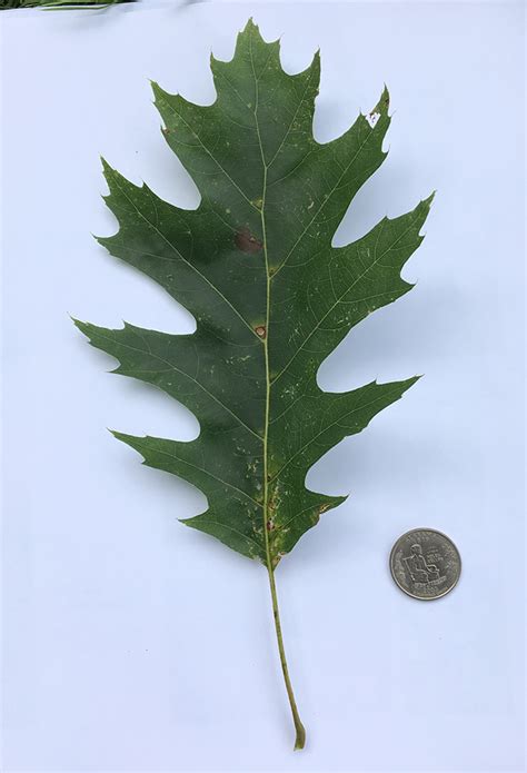 Quercus Rubra Leaf