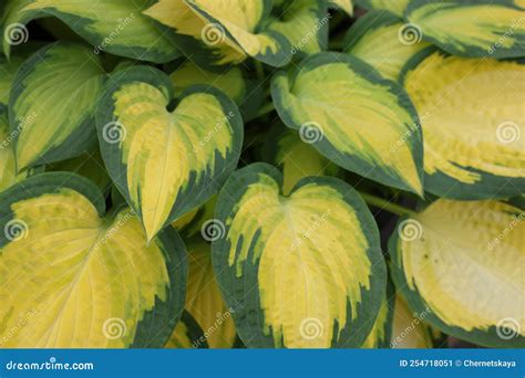 Beautiful Hosta Plant With Colorful Leaves As Background Stock Image