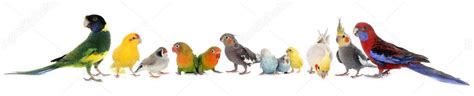 Group of birds Stock Photo by ©cynoclub 125463114