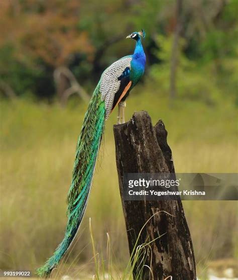 3,406 Indian Peacock Stock Photos, High-Res Pictures, and Images ...