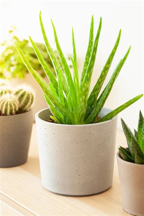 Plantas De Hogar Verdes Cactus Succulum Aloe Vera Gasteria Duval Pilea