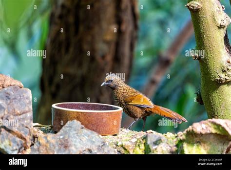 Asian Songbird With A Distinctive Scaly Plumage And A Loud Laughing