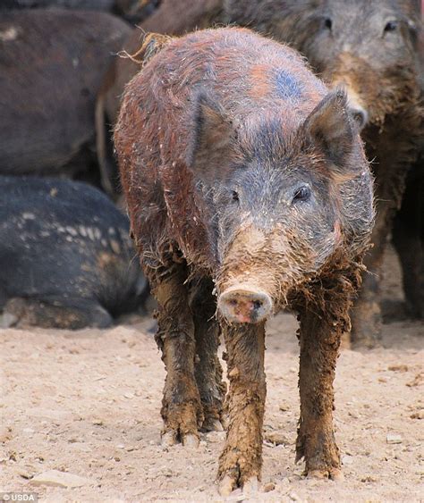 Louisiana Deer Hunters Face Unwanted Competition As Hogs Threaten Herds