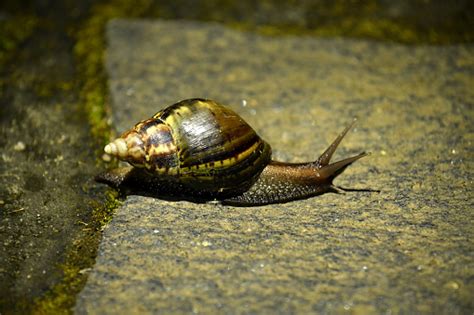 Siput Tanah Raksasa Afrika Foto Stok - Unduh Gambar Sekarang - Alam ...