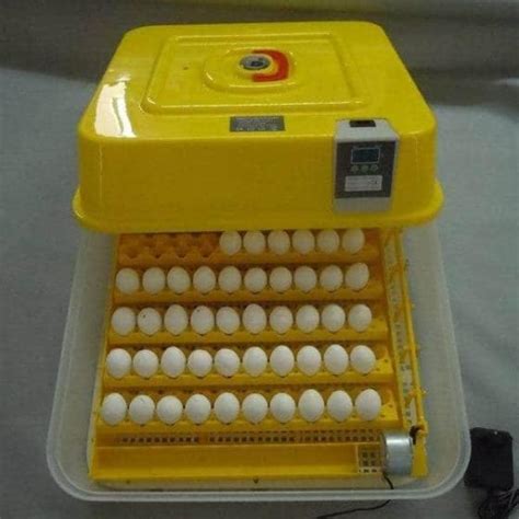 Broiler Hatching Eggs Cobb 500 And Ross 308 Chicken Ross Broiler