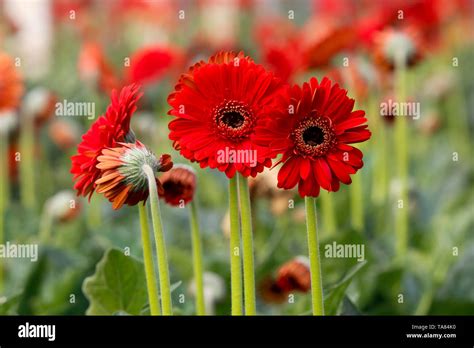 Flowers Of Bangladesh High Resolution Stock Photography And Images Alamy