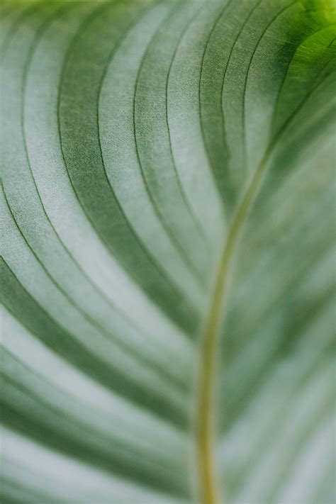 Macro Photography of a Leaf · Free Stock Photo