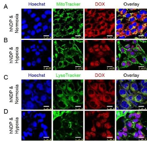 Clsm Images Of T Cells After Treatment With Hndp M Under A