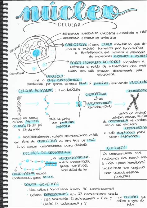 Resumo Núcleo Celular By Gzh Digital Issuu