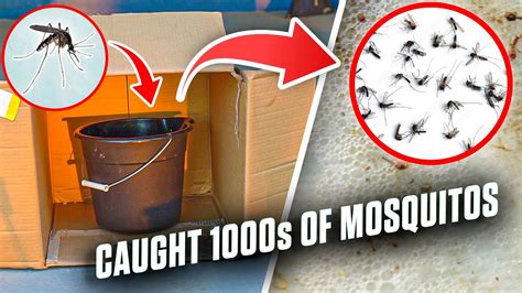 This Mosquito Trap Catches S Of Mosquitoes Youtube