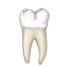 Molar.jpg