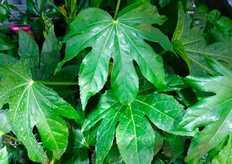 Planta Aralia Caracter Sticas Y Guia De Cuidados En Interior O Exterior