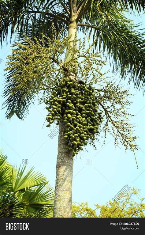 Betel Nut Tree