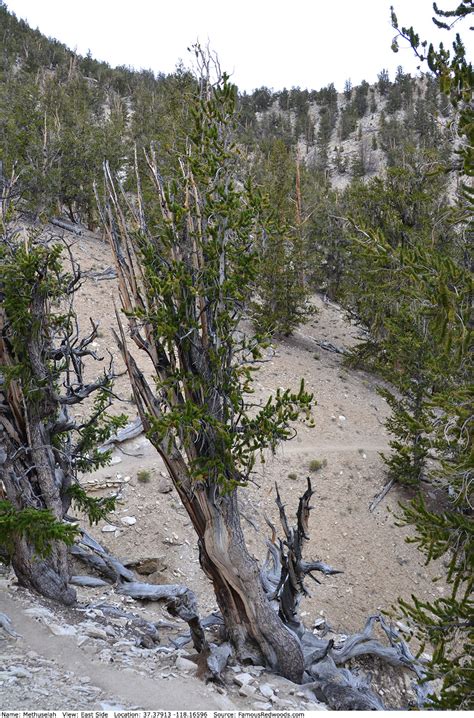 Methuselah Tree - Famous Bristlecone Pines