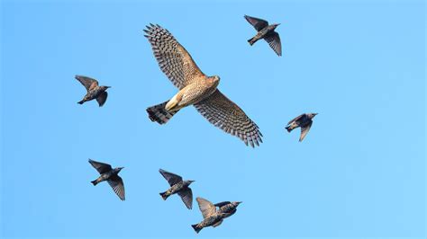 How Do Coopers And Sharp Shinned Hawks Coexist In Backyards