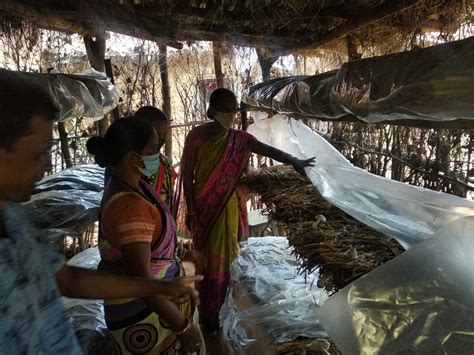 Cultivating paddy-straw mushroom to tide over income crisis - Gram Vikas