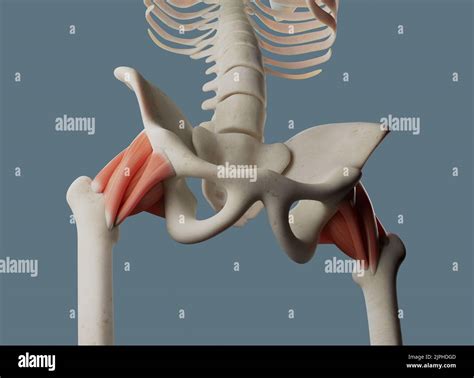 Hip joint anatomy, including ligaments and muscle attachments Stock ...