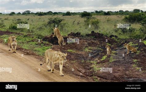 Pride of lions Stock Photo - Alamy