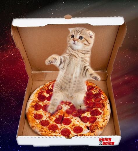 Pizza Cat Meow Pinterest Pizza And Cats Gatitos Lindos Gatos