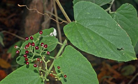 Quais As Plantas Que Curam Diabetes Mundo Ecologia