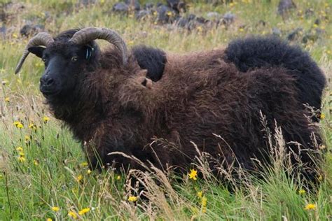 Icelandic Sheep Stock Photos Images And Backgrounds For Free Download