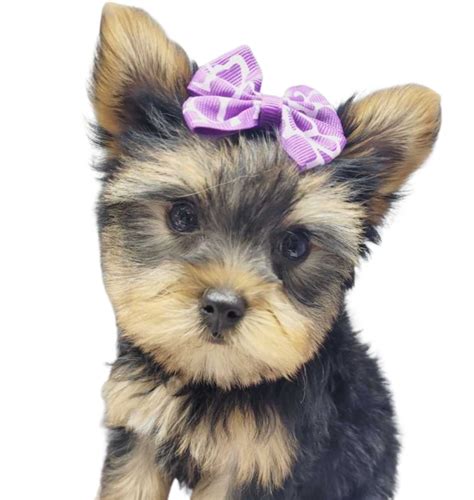 Yorkie Puppies For Sale Maxies Babies